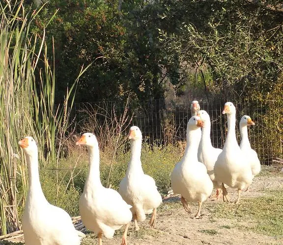 Aroggia Farm