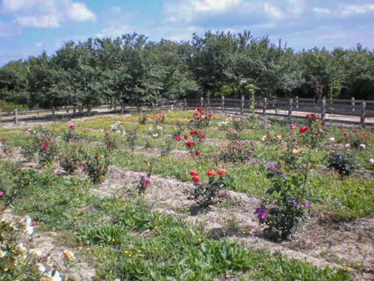 Bauernhof Aroggia Farm *