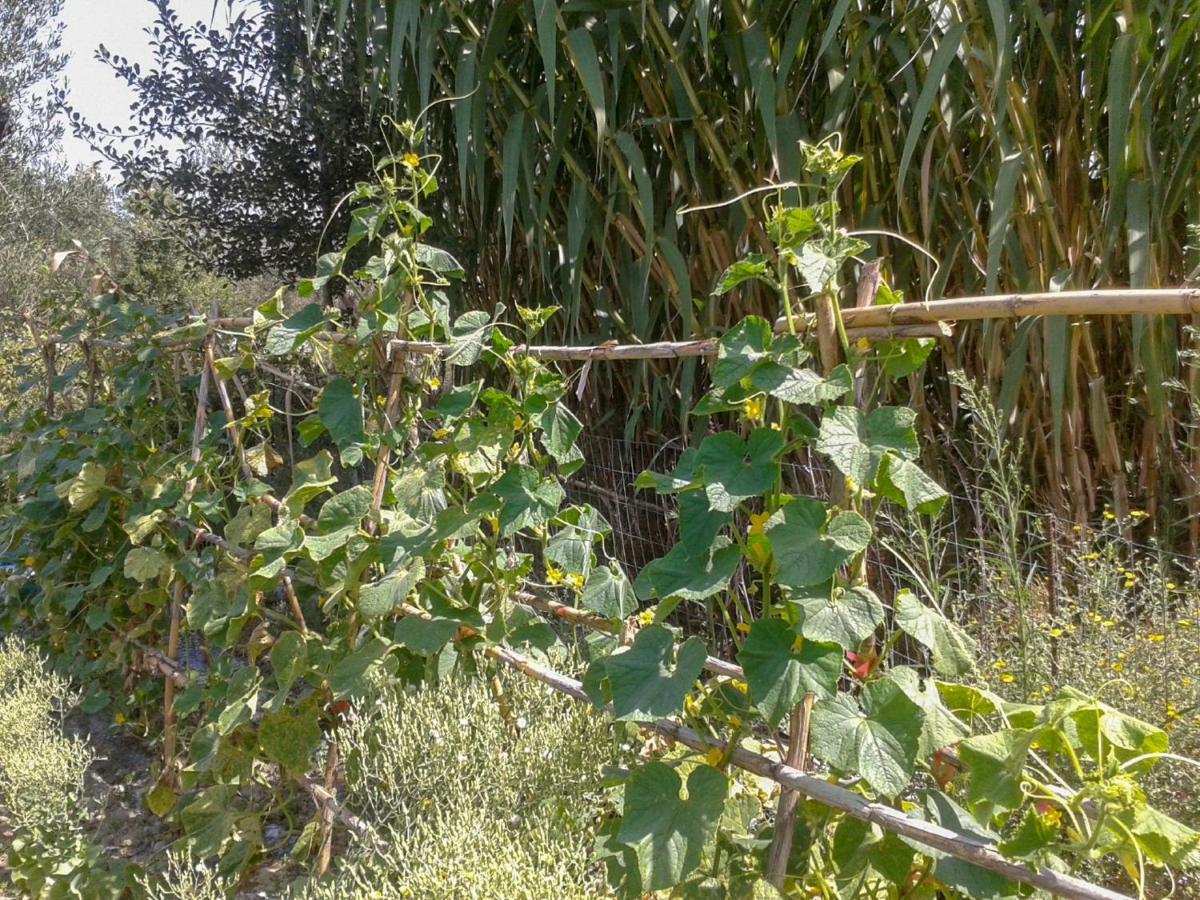 Aroggia Farm Farm stay Xanthatai