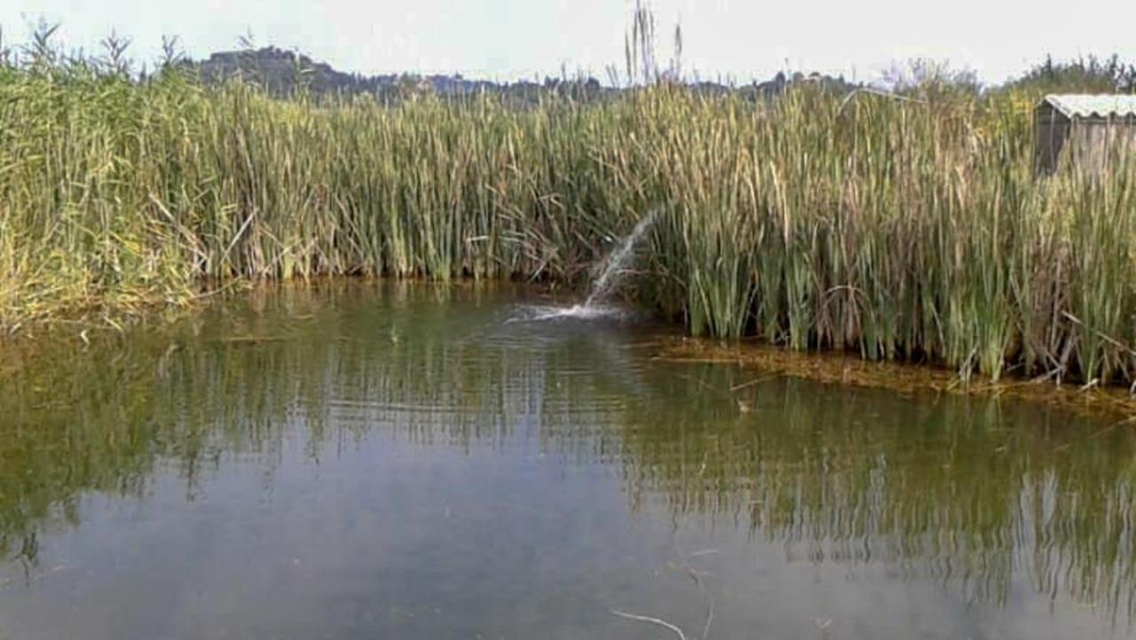 Farm stay Aroggia Farm *