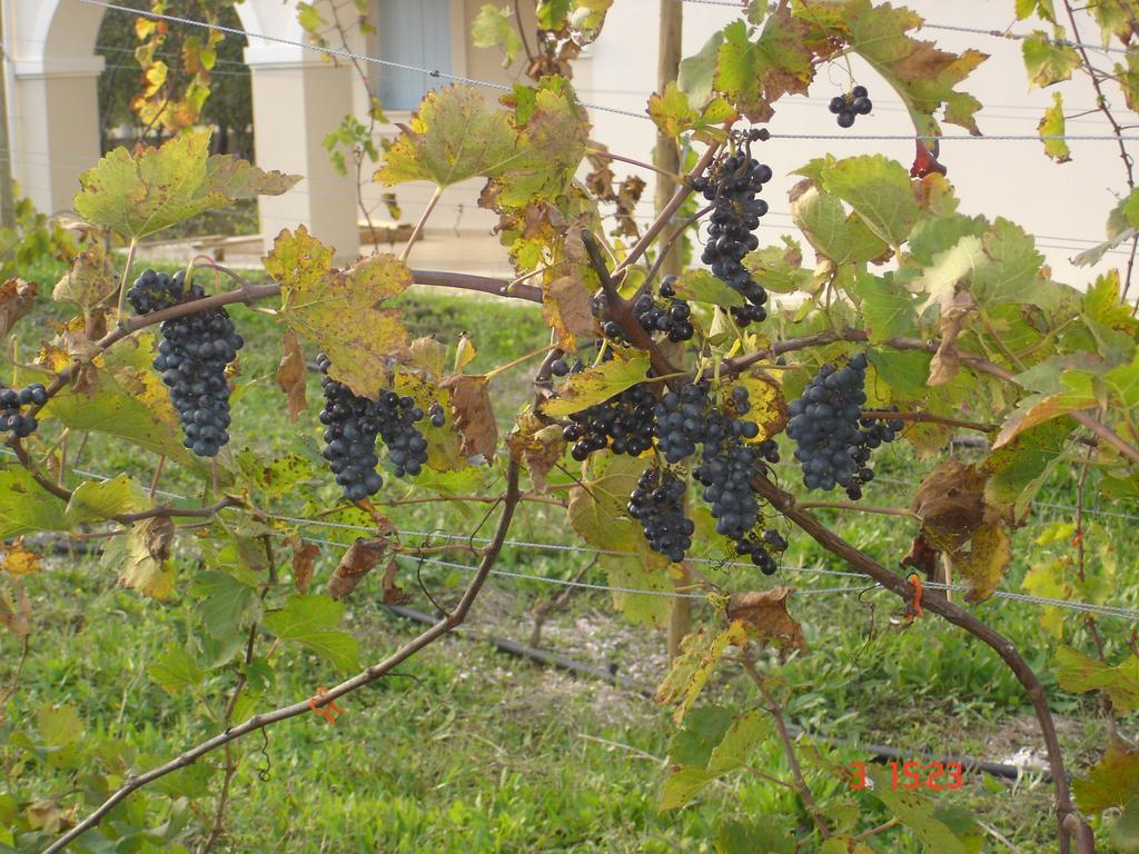 Aroggia Farm Farm stay